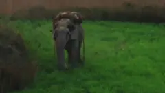 Elephant