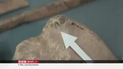 ရောမခေတ်က လူနဲ့ သားရိုင်းတိရစ္ဆာန်တွေ တိုက်ခိုက်ခိုင်းခဲ့