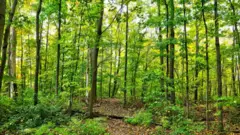 Bosque