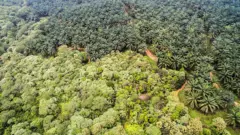 Leuser