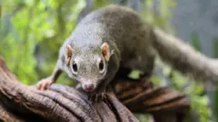 चिचुंद्री