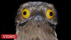 El joven uruguayo que busca al misterioso urutaú, el pájaro con camuflaje que es único en América