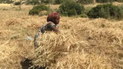 ዝተዓጸደ እክሊ እትእክብ ኣደ
