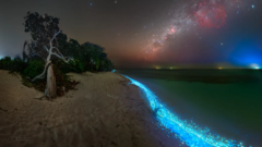 몰디브 북쪽 아리 환초대 인근 토두 섬에 펼쳐진 ‘별의 바다’  