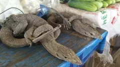 زواحف برية تباع في لاوس