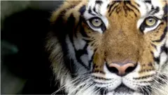 පරිසරය : යළි නැගිටින කොටි