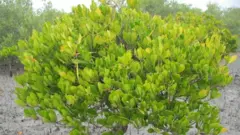 બીબીસી ગુજરાતી