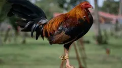 Indian man killed by his own bird during cockfight