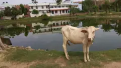 दरभंगा