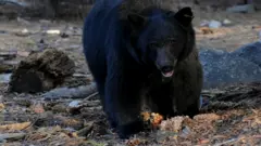 Gosa bineensa 'black bear' jedhamu