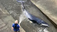 A whale