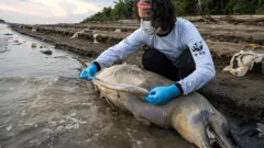 An aid worker measures the fin of a dead dolphin in an Amazon river