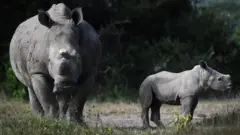 I﻿nkura yera n'ikibwana cyayo muri parike y'Akagera mu Rwanda