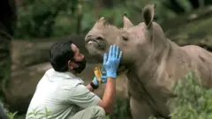 Bayi badak putih Afrika (Ceratotherium simum) berusia tiga bulan bernama Azsyifa berada di Taman Safari Indonesia, Cisarua, Bogor, Jawa Barat, pada 23 Januari 2020.