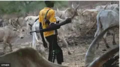 Aworan darandaran to gbebon pẹlu maaluu niwaju rẹ