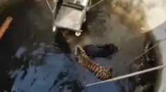 Tigar i vepar spašeni iz bunara u Indiji