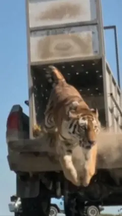 Tiger