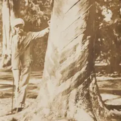Wickham ao lado de uma seringueira plantada a partir de semente levada por ele a partir da Amazônia