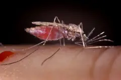 Bookee busaa