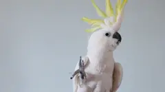 La cacatúa que baila
