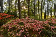 Muitos arbustos de azaleia em uma floresta.