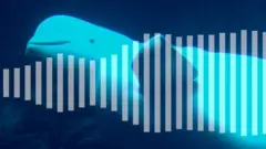 Zvuci koje proizvodi čovek ugrožavaju kitove i druge morske životinje