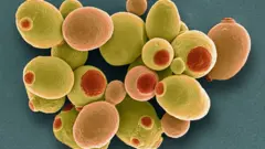 Пивні дріжджі Saccharomyces cerevisiae