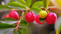 Ramo com acerolas de cor vermelha brilhante