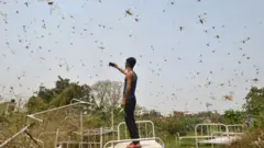 পঙ্গপালের এমনি বহু ছবি ছড়িয়ে পড়েছে সোশাল মিডিয়ায়।