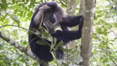  சிங்கவால் குரங்குகள், மேற்குத் தொடர்ச்சி மலை, இயற்கை, விலங்குகள் 