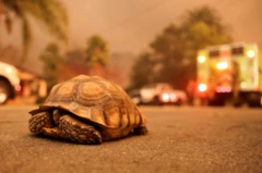 Tartaruga terrestre passa na rua, com fumaça no ar e carrogame mania cassinobombeiros ao fundo