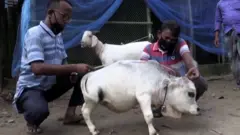 ગાયનો ફોટો
