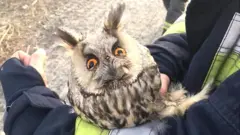 сова