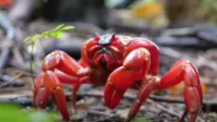 red crabs australia christmas island