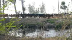 छांयसा और आसपास के गांवों की पचास हज़ार एकड़ ज़मीन बारिश के पानी में डूबी है