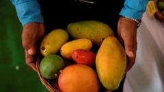 Mangoes dey good for diabetes? Study challenge common beliefs wey no be true