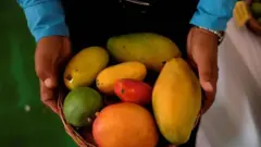 Basket with different sizes of ripe mangoes