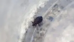 ढेकूण