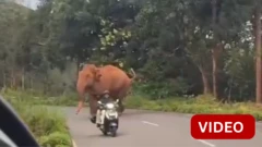 காணொளி: நீலகிரியில் நூலிழையில் யானையிடமிருந்து உயிர் தப்பிய இருவர்