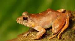 வித்தியாசமாக இனச் சேர்க்கையில் ஈடுபடும் தவளை இனம் : அந்தமான் தீவுகளில் கண்டறியப்பட்ட ஆச்சரியம்