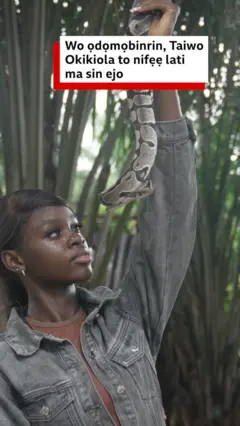 Taiwo Okikiola (Omo elejo tawọn eeyan tun maa n pe ni Ifa lejo). O na ejo ejo kan soke o si n wo o. 