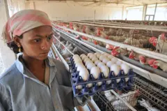 கோழி முட்டையை சிறிதாகவும், அதன் ஓட்டை மெல்லியதாகவும் மாற்றும் வெப்ப அலை - முட்டையில் சத்துகள் குறையுமா?