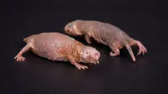 Duas ratas-toupeiras-peladas sobre uma superfície escura: uma olha para a câmera, enquanto a outra parece caminhar atrás dela.