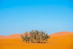 સૂકાભઠ રણ પ્રદેશને લીલીછમ હરિયાળીમાં કેવી રીતે ફેરવી શકાય? (પ્રતીકાત્મક તસવીર)