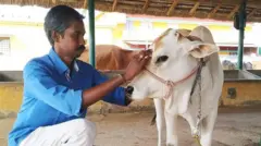 சேலம் அருகே மாட்டை கட்டாயப்படுத்தி சேவலை சாப்பிட வைத்த நிகழ்வு