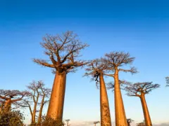 Baobab