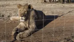Afrika kusini imeweka wazi mpango wa kuzuia watu kuwazalisha simba majumbani