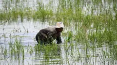 Wani manomin shinkafa a Antananarivo na ƙasar Madagascar