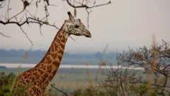 Girafe