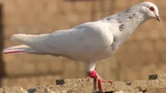 لال محمد